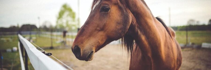 2024年9月15日(日)注目馬☆推薦馬&参考買い目 2024年9月15日(日)注目馬☆推薦馬&参考買い目