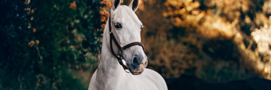 2021年11月7日(日)注目馬☆推薦馬&参考買い目 2021年11月7日(日)注目馬☆推薦馬&参考買い目