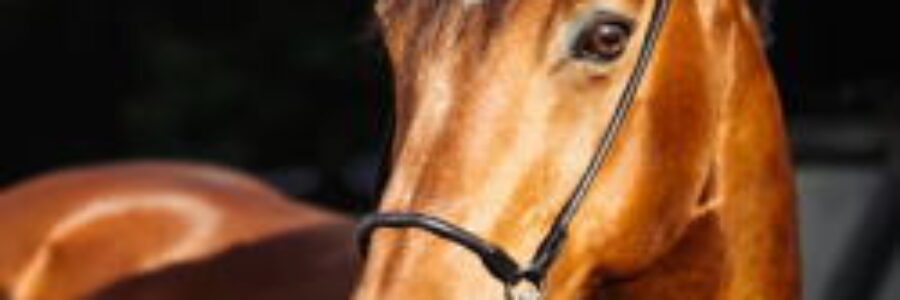 2022年12月4日（日）注目馬☆推薦馬＆参考買い目