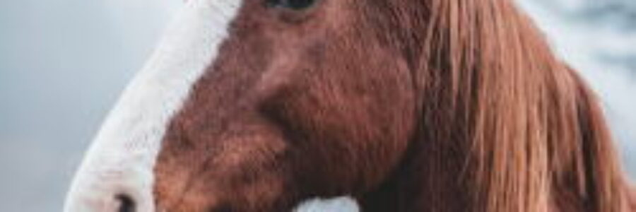 2025年4月19日（土）注目馬☆推薦馬＆参考買い目