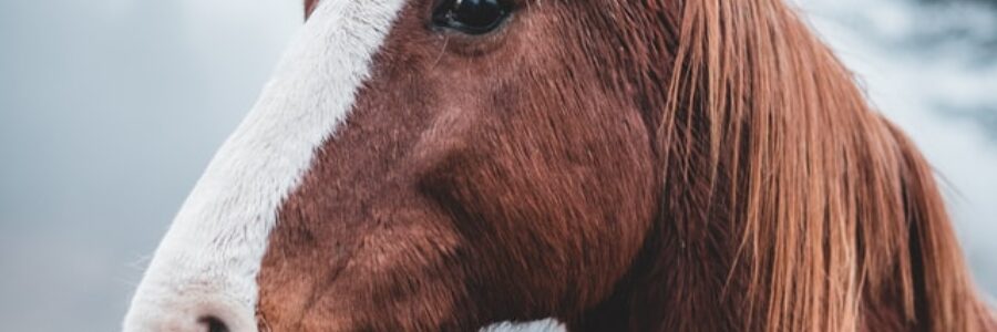 2025年8月3日(日)注目馬☆推薦馬&参考買い目 2025年8月3日(日)注目馬☆推薦馬&参考買い目