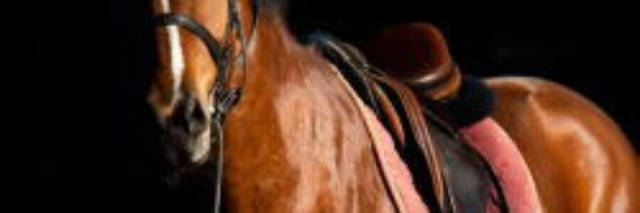 2024年5月18日（土）注目馬☆推薦馬＆参考買い目