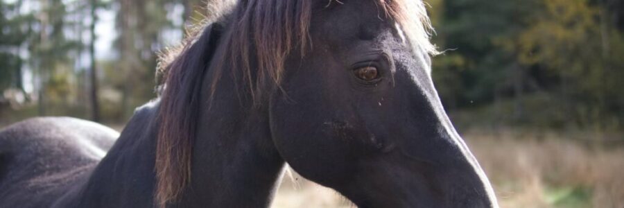 2025年2月23日（日）注目馬☆推薦馬＆参考買い目